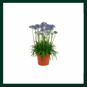 Αγάπανθος - Verdant Garden & More - eShop - Φυτά