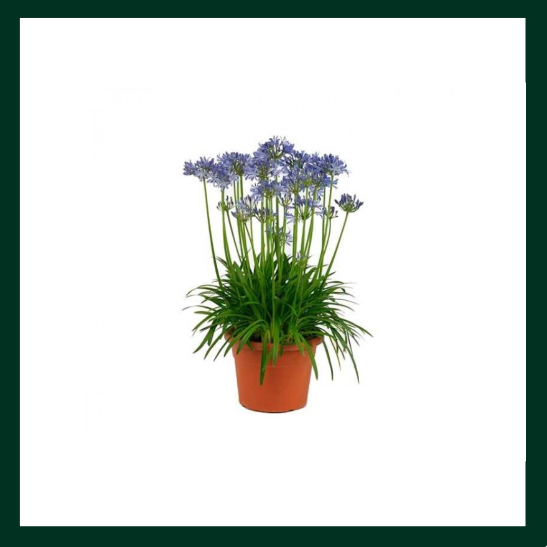 Αγάπανθος - Verdant Garden & More - eShop - Φυτά