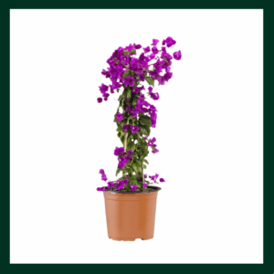 Βουκαμβίλια - Verdant Garden & More - eShop - Φυτά
