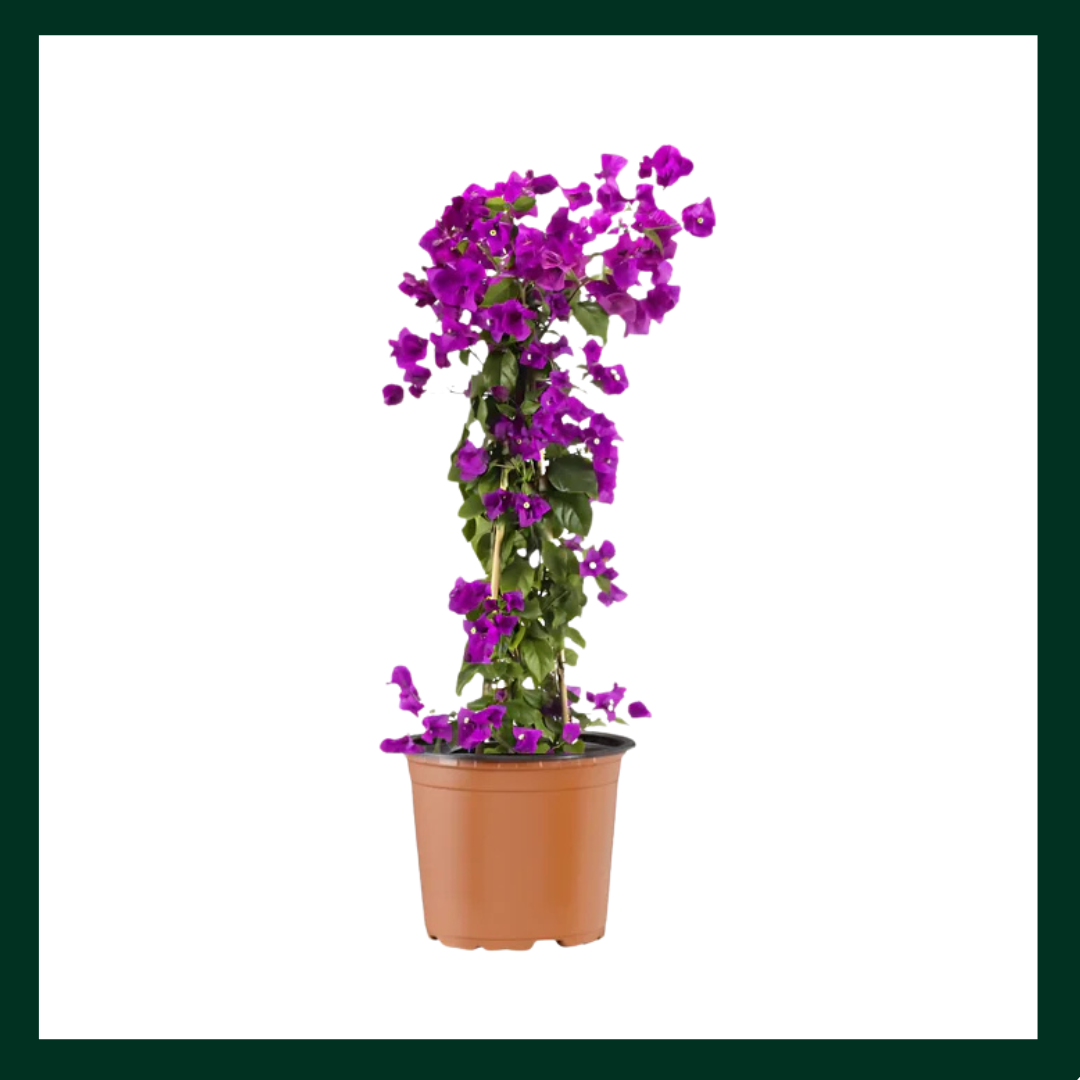 Βουκαμβίλια - Verdant Garden & More - eShop - Φυτά