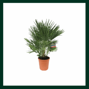 Χαμαίρωπας Χουμίλις Φοίνικας - Verdant Garden & More - eShop - Φυτά