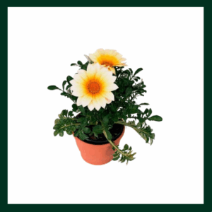 Γκαζάνια - Verdant Garden & More - eShop - Φυτά