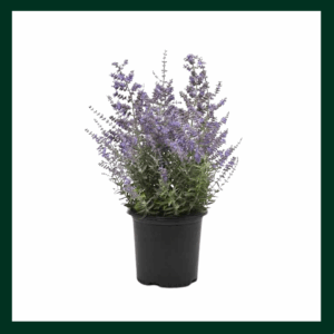 Περόβσκια - Verdant Garden & More - eShop - Φυτά