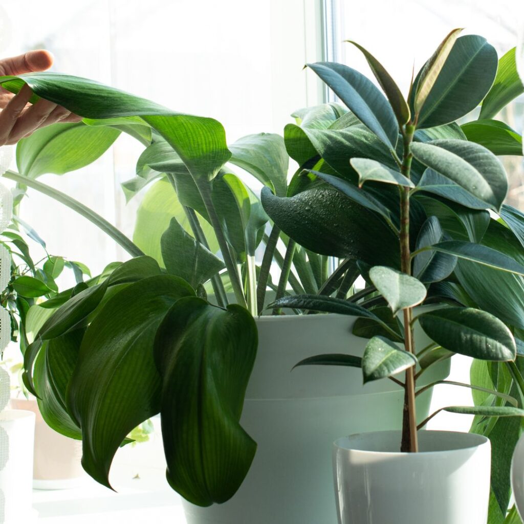 Blog - Verdant Garden & More - eShop