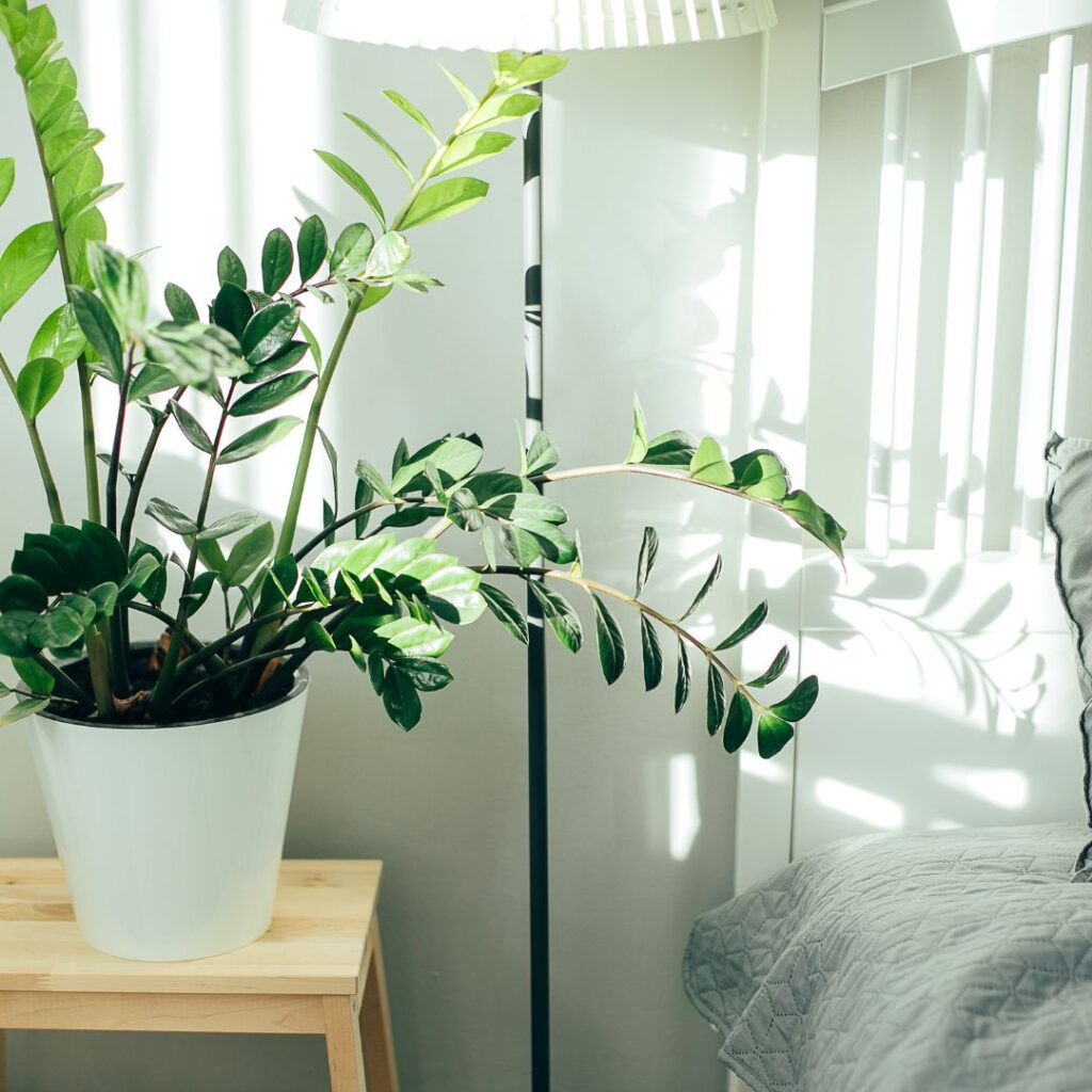 Blog - Verdant Garden & More - eShop