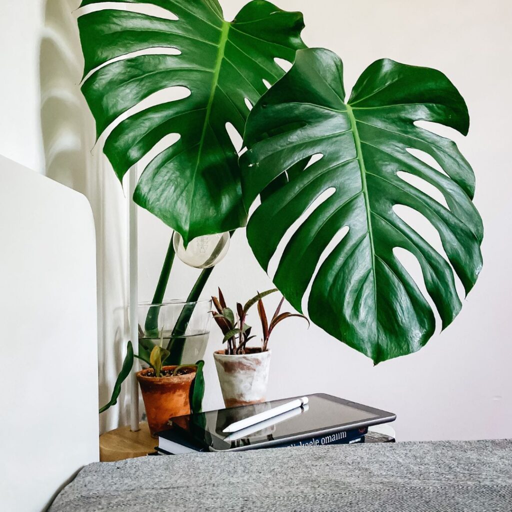 Blog - Verdant Garden & More - eShop