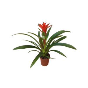 Γκουσμάνια - Verdant Garden & More - eShop - Φυτά