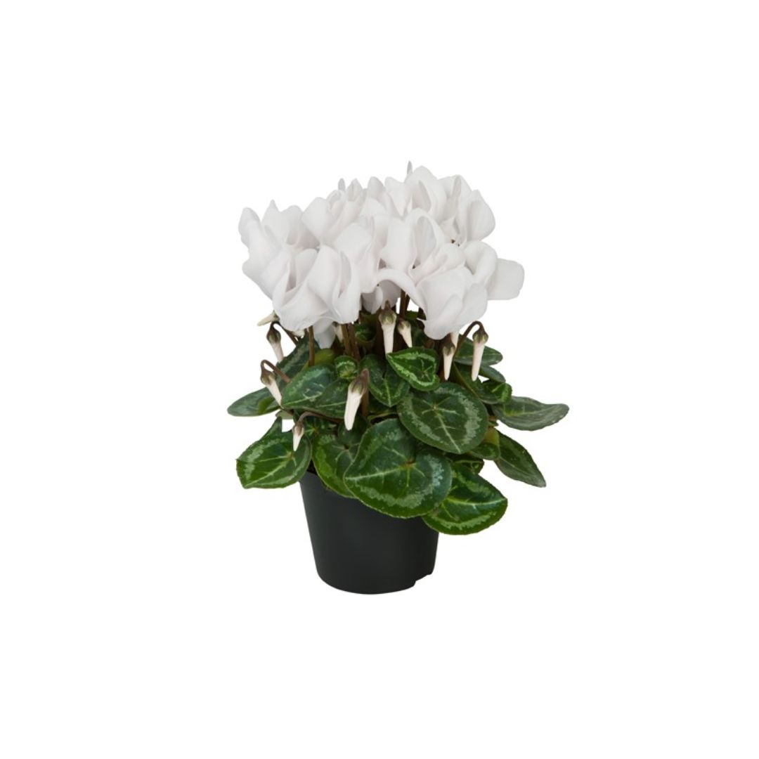 Κυκλάμινο - Verdant Garden & More - eShop - Φυτά