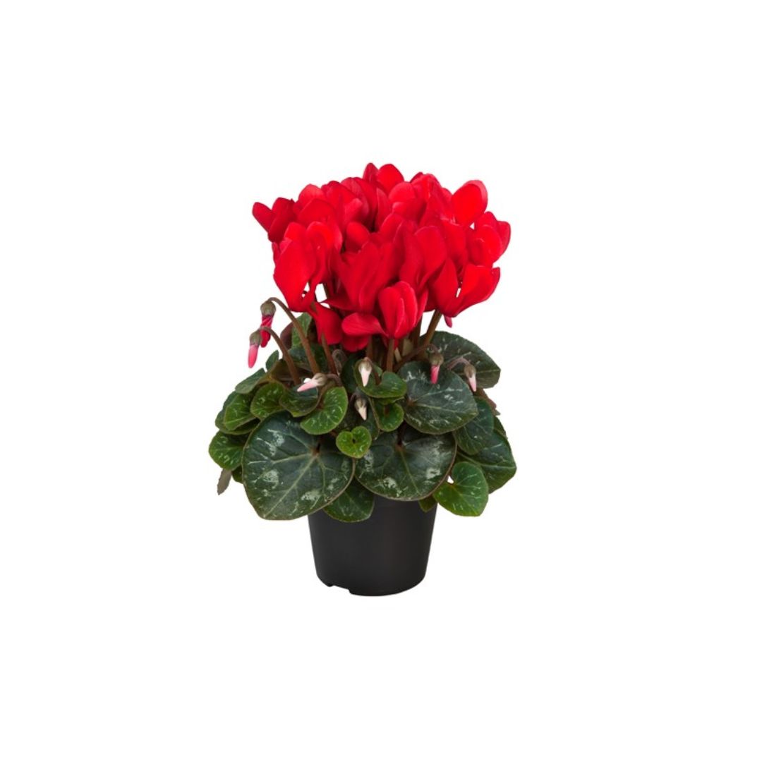 Κυκλάμινο - Verdant Garden & More - eShop - Φυτά