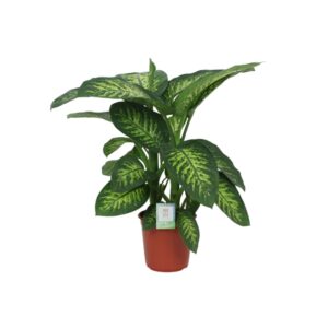 Διφενμπάχια - Verdant Garden & More - eShop - Φυτά