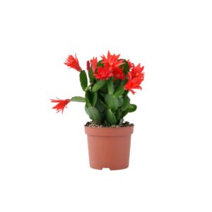 Χριστουγεννιάτικος Κάκτος - Verdant Garden & More - eShop - Φυτά