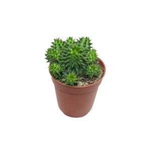 Euphorbia susanna - Verdant Garden & More - eShop - Φυτά