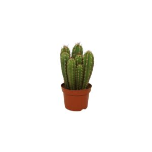 Neocardenasia herzogiana - Verdant Garden & More - eShop - Φυτά