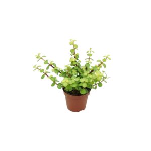 Portulacaria afra ‘Lemon’ - Verdant Garden & More - eShop - Φυτά