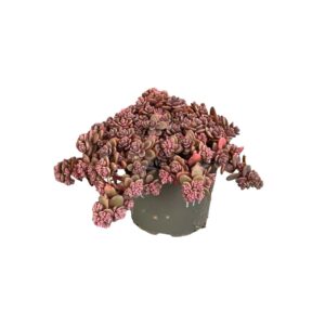Sedum Sachalin - Verdant Garden & More - eShop - Φυτά
