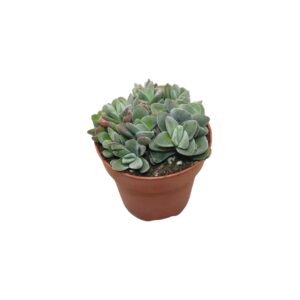 Crassula 'coralita' - Verdant Garden & More - eShop - Φυτά
