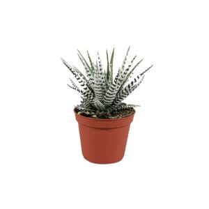 Haworthia 'alba' - Verdant Garden & More - eShop - Φυτά