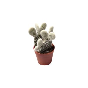 Opuntia ‘Albispina’ - Verdant Garden & More - eShop - Φυτά