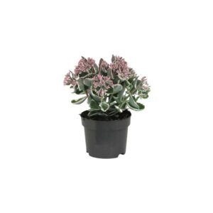 Sedum ‘La Vie en Rose’ - Verdant Garden & More - eShop - Φυτά