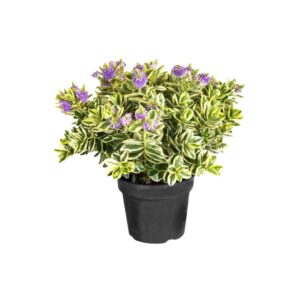 Βερονίκη - Verdant Garden & More - eShop - Φυτά