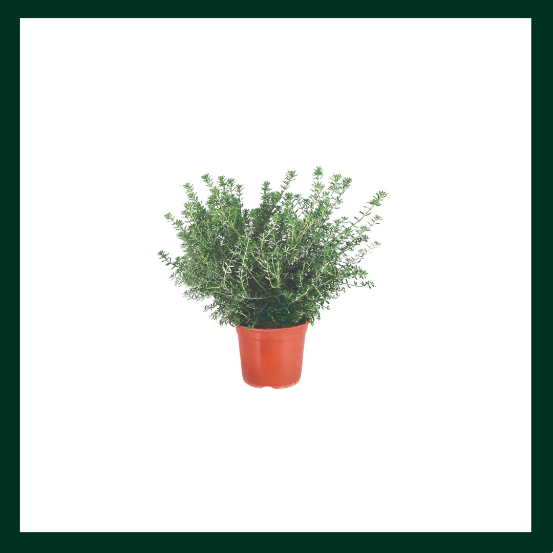Βεστρίτσια - Verdant Garden & More - eShop - Φυτά