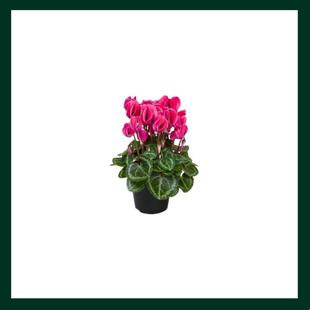Κυκλάμινο - Verdant Garden & More - eShop - Φυτά