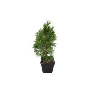 Τούγια - Verdant Garden & More - eShop - Φυτά