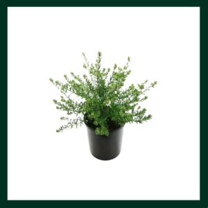 Βεστρίτσια - Verdant Garden & More - eShop - Φυτά
