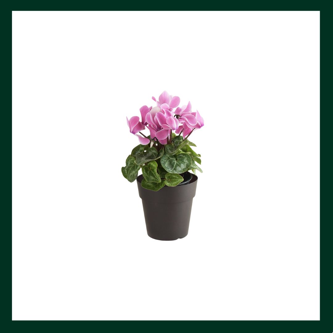 Κυκλάμινο - Verdant Garden & More - eShop - Φυτά