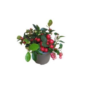 Γκαουλθέρια - Verdant Garden & More - eShop - Φυτά