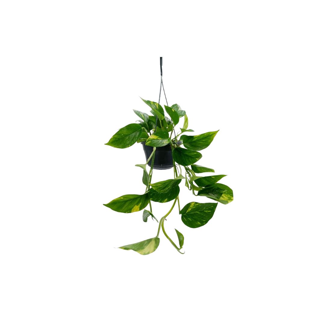 Πόθος - Verdant Garden & More - eShop - Φυτά