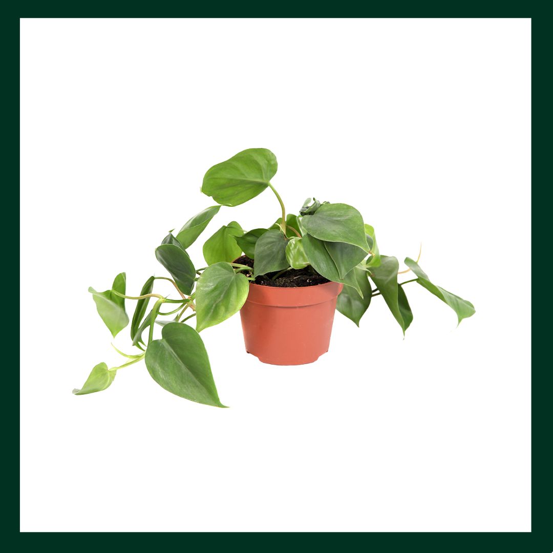 Φυλλόνδενδρο - Verdant Garden & More - eShop - Φυτά