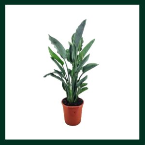 Στρελίτσια Ρεγγινάι - Verdant Garden & More - eShop