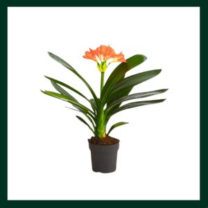 Κλίβια - Verdant Garden & More - eShop