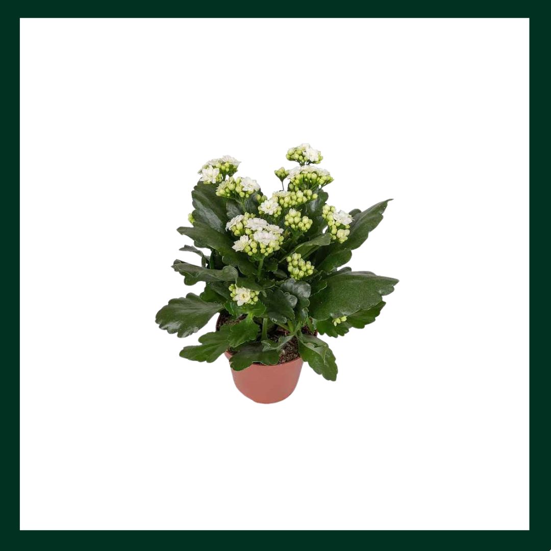 Καλαγχόη - Verdant Garden & More - eShop - Φυτά