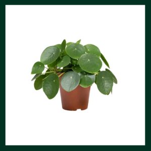 Πιλέα - Verdant Garden & More - eShop - Φυτά