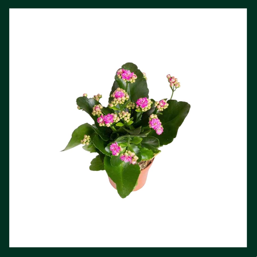 Καλαγχόη - Verdant Garden & More - eShop - Φυτά