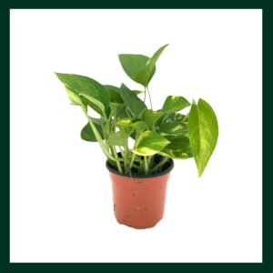 Πόθος - Verdant Garden & More - eShop - Φυτά