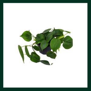 Φυλλόνδενδρο - Verdant Garden & More - eShop - Φυτά