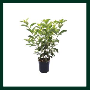 Βιβούρνο Λούσιντουμ - Verdant Garden & More - eShop