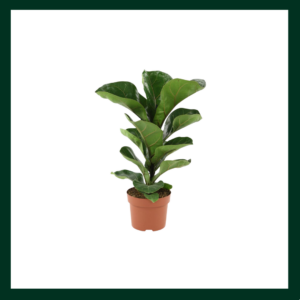 Φίκος Λυράτα - Verdant Garden & More - eShop - Φυτά
