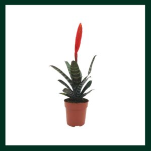 Βριέζια - Verdant Garden & More - eShop