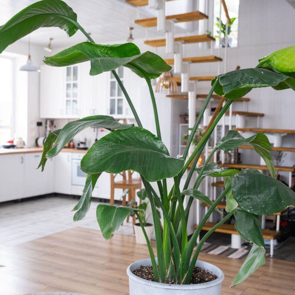 Strelitzia Nicolai - Blog - Verdant Garden & More - eShop