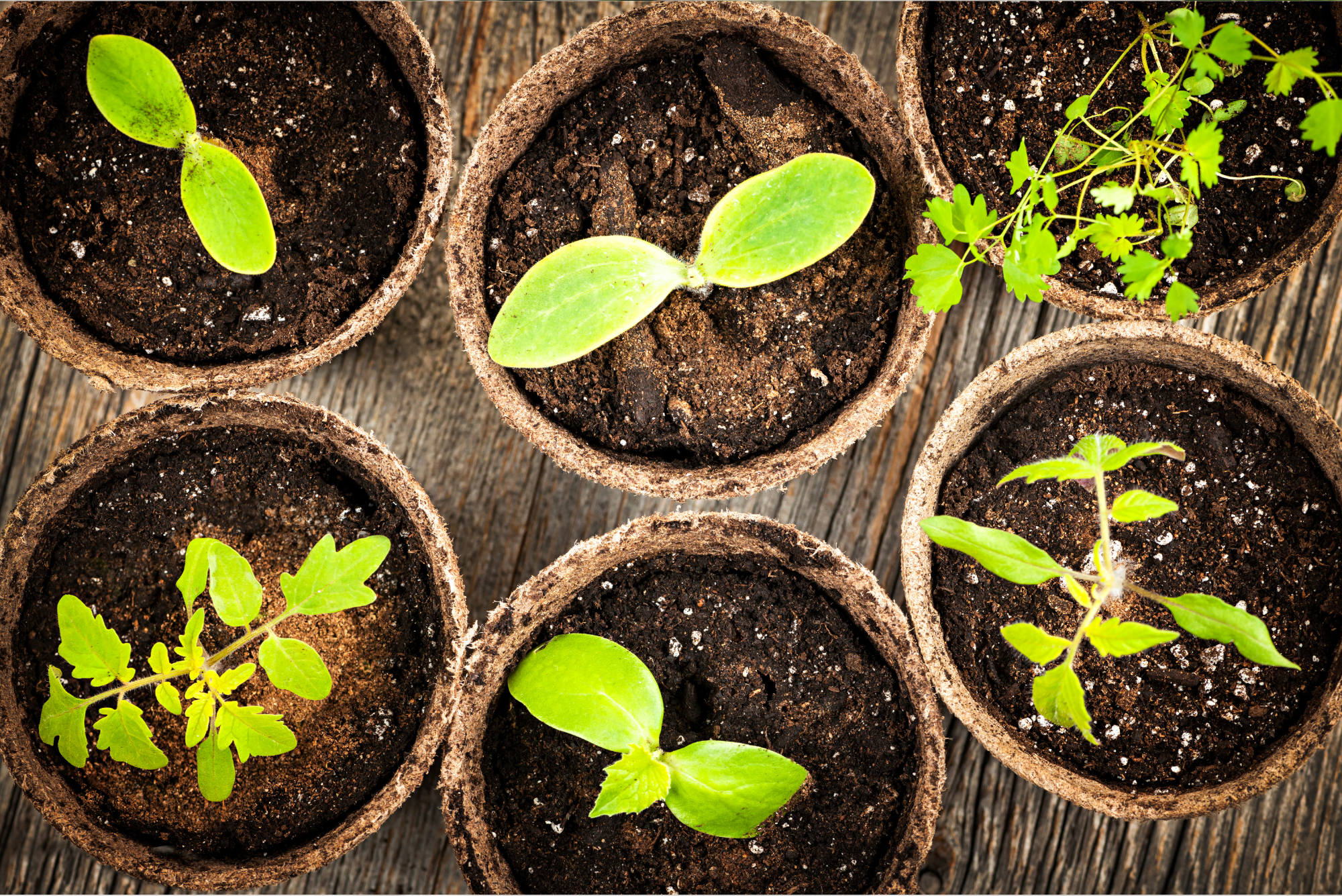 Verdant Garden & More - eShop - Είδη κήπου