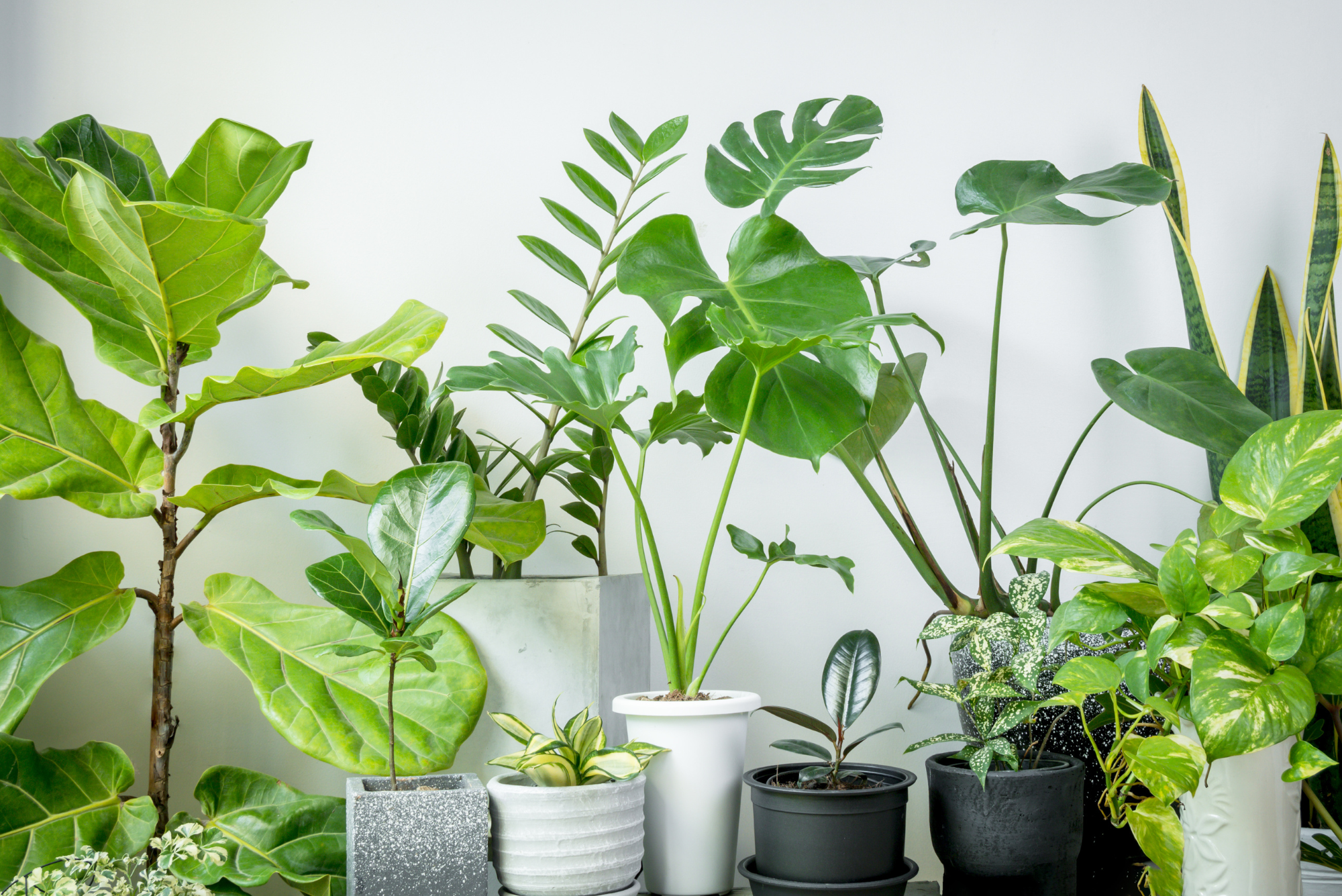 Verdant Garden & More - eShop - Φυτά