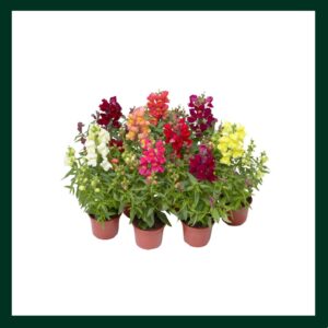 Σκυλάκι - Verdant Garden & More - eShop - Φυτά