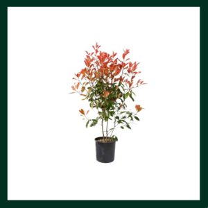 Φωτίνια - Verdant Garden & More - eShop - Φυτά