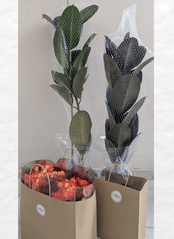 Instagram - Verdant Garden & More - eShop