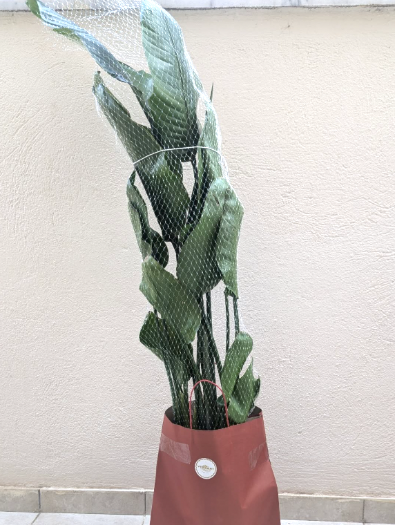 Instagram - Verdant Garden & More - eShop