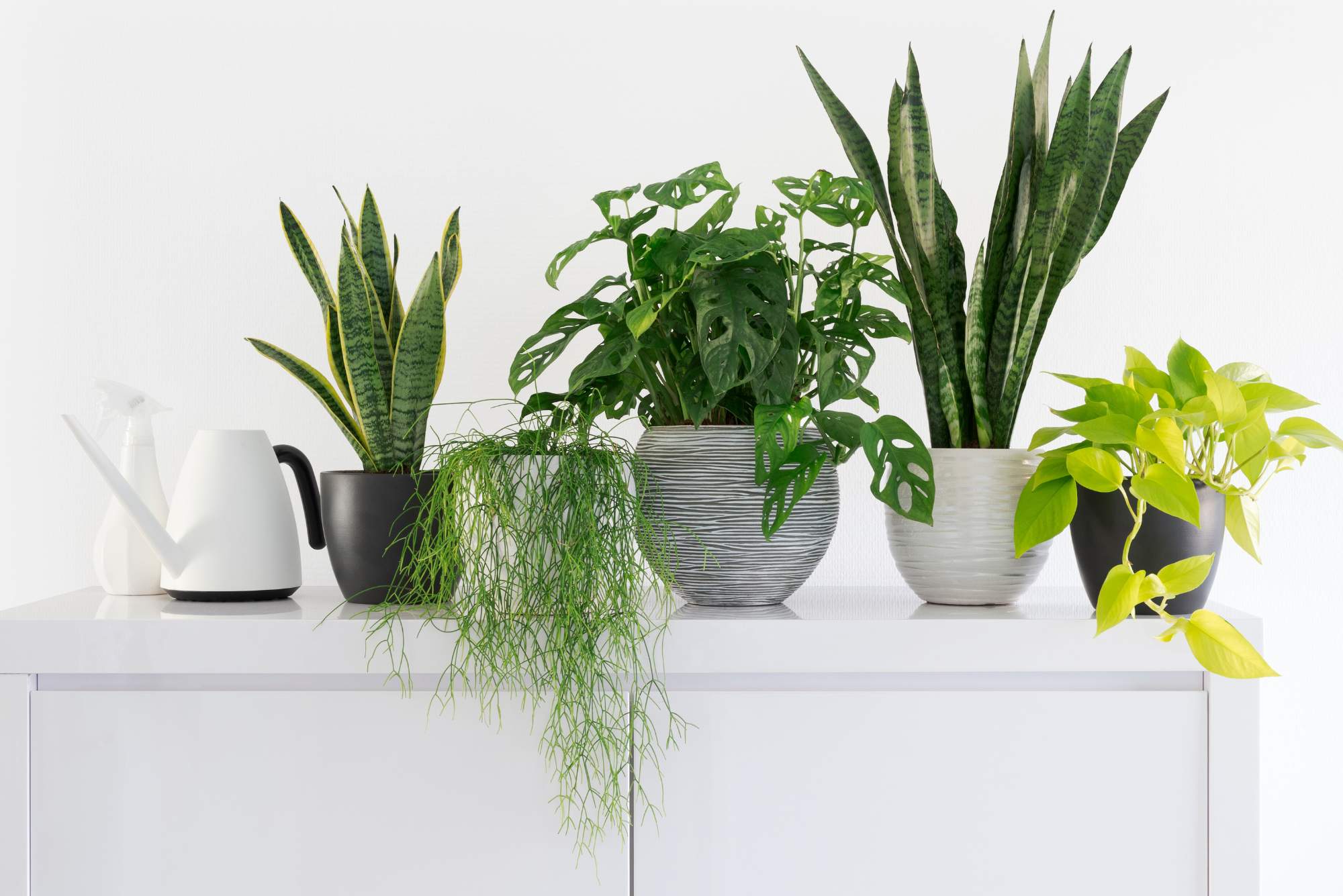 Verdant Garden & More